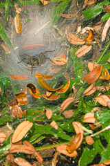 A spider perched on the entrance to its shelter.