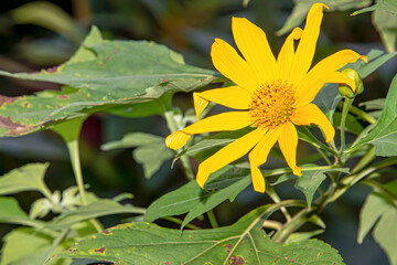 Mexican sunflower is blooming