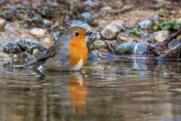 Rotkehlchen (Erithacus rubecula)