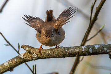 Zaunkönig (Troglodytes troglodytes) singend