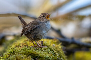 Zaunkönig (Troglodytes troglodytes) singend