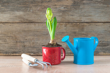 Easter or spring gardening still life. Hyacinth growth in red mug, blue watering can and gardening tools on old wooden background