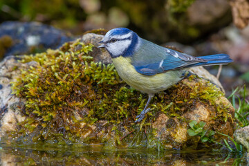 Blaumeise (Parus caeruleus)