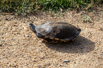 Eastern long-necked turtle on the ground