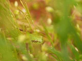 Tree frog in green grass, close up.