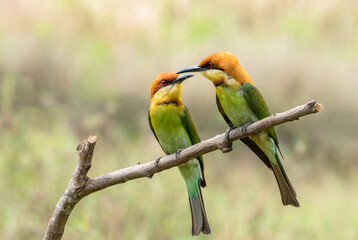 Pair of Chestnut-headed bee-eaters or Merops leschenaulti perching on tree branch , Thailand