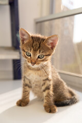 Shorthair tabby kitten against the background of the window.