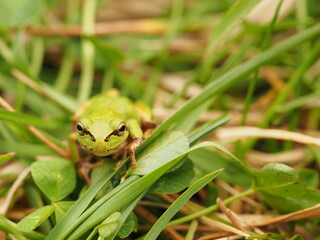 Tree frog in green grass, close up.