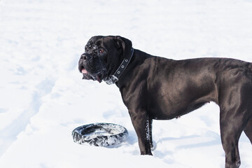 Black dog in snow