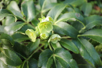 Flowers of Green Hellebore (Helleborus viridis)