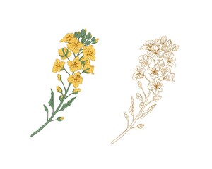 Yellow-colored canola flower and outline rapeseed sprig. Two branches of rape plants. Hand-drawn contoured floral elements in retro style. Botanical vector illustration isolated on white background