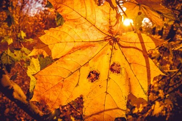 Orange autumn fall season yellow. park color
