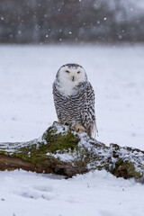 Snowy owl (bubo scandiacus) sitting it the snow and looking at camera with serious expression and...