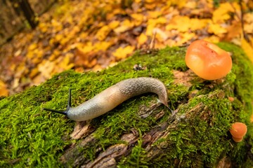 Slow snail, animal in garden, closeup. wildlife gastropod