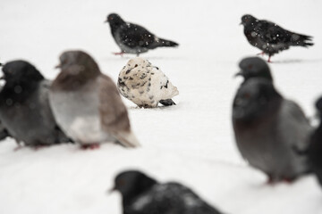 City pigeons sitting under the snow at cloudy winter day, nature and wild life