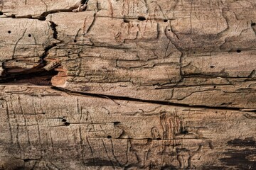Old wooden background texture plank. board material