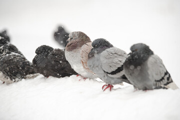 City pigeons sitting under the snow at cloudy winter day, nature and wild life