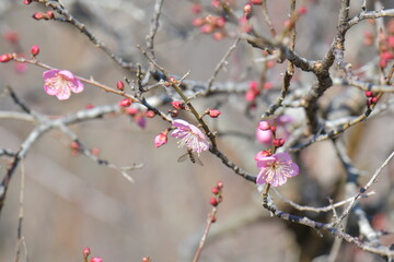 紅梅の花