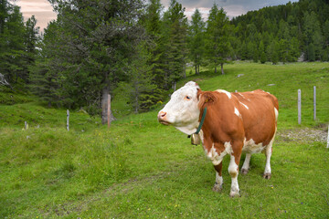 glückliche Kuh mit Glocke in Kärnten / Österreich