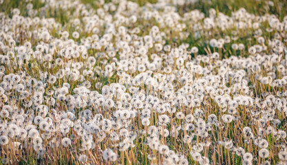 Beautiful dandelion flower with shallow focus in springtime, natural spring background. Blooming meadow.
