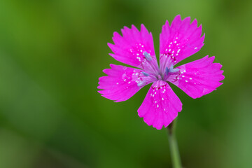 Obraz premium beautiful pink flower Dianthus Maiden Pink in summer meadow ( Dianthus Deltoides)
