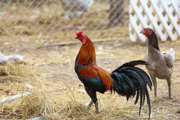 The family fighting cock in garden