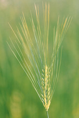 Fototapeta premium Ear of barley lit by sunlight. Green spikelet of wheat, barley, closeup. Spike of rye. Agriculture concept