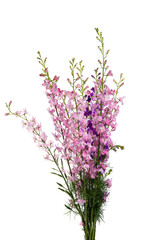 Naklejka premium bunch of annual delphinium isolated