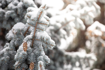 Blue fir cones covered with snow in park. Snow branch evergreen spruce tree.