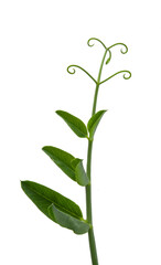Obraz premium growing green peas isolated