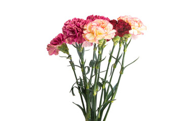bouquet of carnations isolated