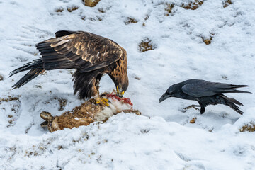 White Tailed Eagle (Haliaeetus albicilla)  Also known as the ern, erne, gray eagle, Eurasian sea eagle and white-tailed sea-eagle. Wings Spread. Poland, Europe. Birds of prey.