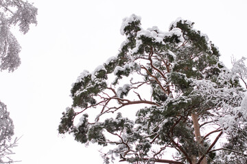 Spruce branches with snow. Winter forest, pine.