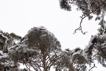 Spruce branches with snow. Winter forest, pine.