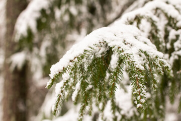 Spruce branches with snow. Winter forest, pine.