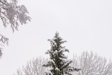 Spruce branches with snow. Winter forest, pine.