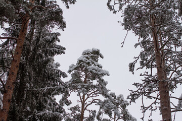 Spruce branches with snow. Winter forest, pine.