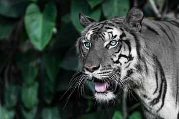 The white tiger is looking for food in the forest.