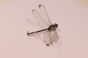 dead dragonfly caught by spider web