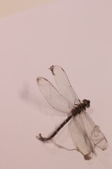 dead dragonfly caught by spider web