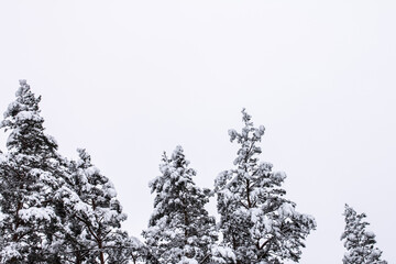 Spruce branches with snow. Winter forest, pine.