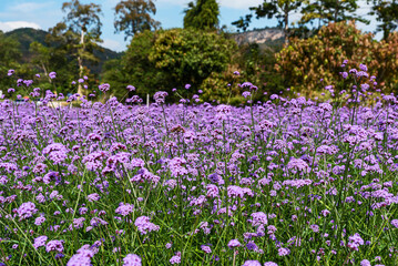 Blooming Verbena field is a purple flower, The meaning of this flower is the happiness of everyone in the family. Besides, Verbena is also another meaning. Please pray for me.