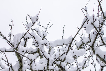 Spruce branches with snow. Winter forest, pine.