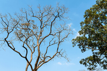 The branches of the deciduous trees and the branches of the trees with green leaves against the blue sky.