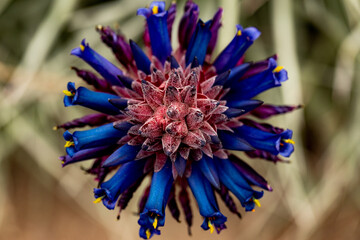 Chagualillo (Puya Venusta)
