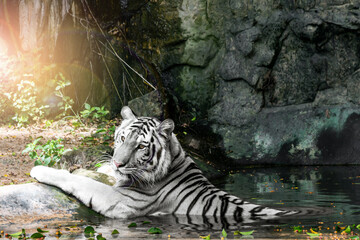 The white tiger sleeps in a pond to cool off on a very hot day.