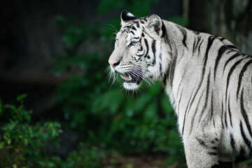 The white tiger is looking for food in the forest.