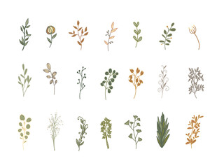 Set of flowers and plants