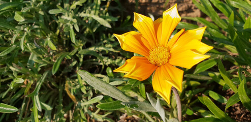 Panorama flower Gazania in the sunlight. Macro.