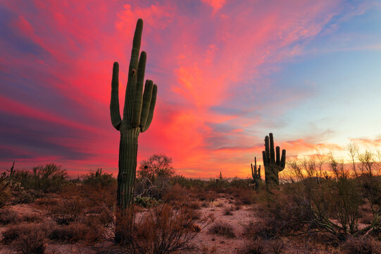 Arizona sunset sky with Saguaro Cactus and desert landscape